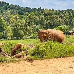 Sri Lanka 2 Weeks Tour, Wildlife Safari with Private Driver Guide